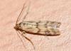 Homoeosoma sinuella